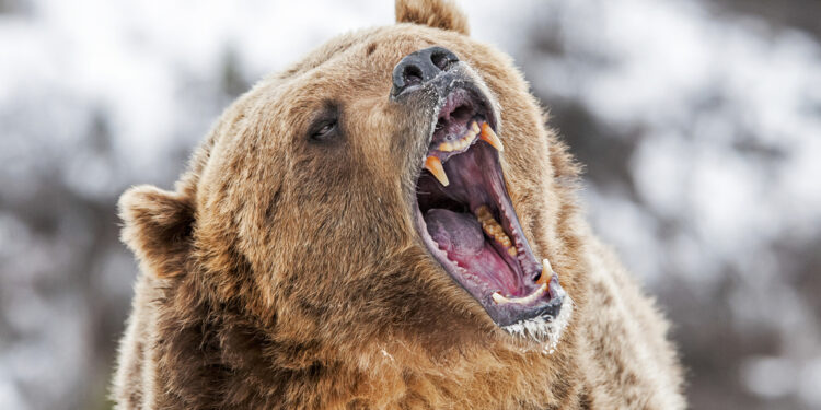 The Story of The Bear Who Became a Cigarette-Smoking, Beer-Drinking World War II Hero